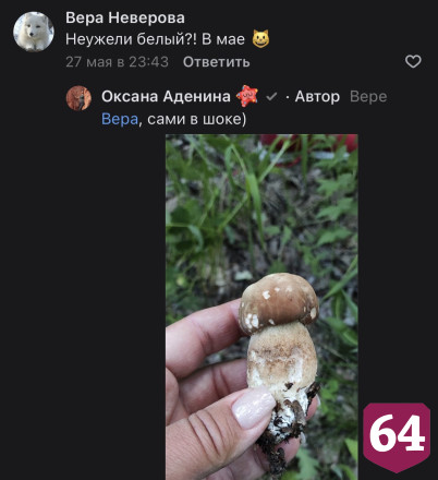 На Кумысной поляне Саратова в мае пошли белые грибы